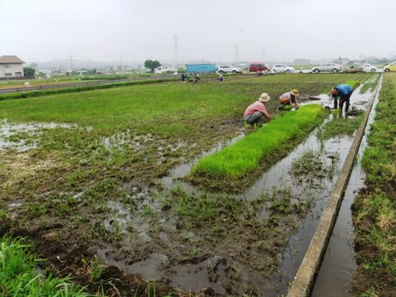 2012_0603shizen0025.JPG