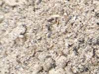 2012_0609shimosatof0044.JPG