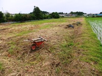 2012_0617ichigao0031.JPG