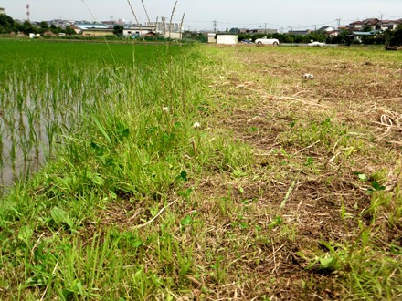 2012_0618ichigao0002.JPG