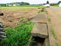 2012_0618ichigao0007.JPG