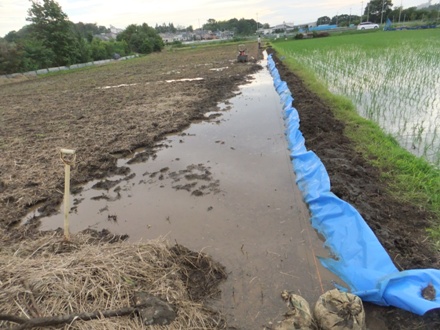 2012_0620ichigao0007.JPG