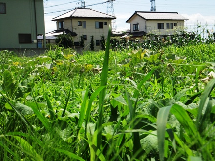 2012_0716tsurugasima0072.JPG