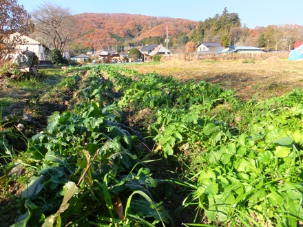 2012_1208shimosato0005.jpg