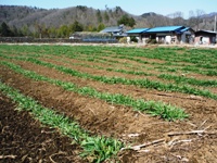 f140424tsuru0048.JPG