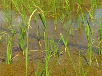 f2012_0824agros0008.JPG