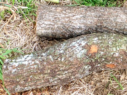 f2013_0412sudo0031.JPG