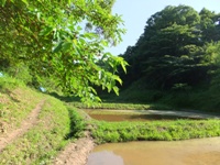 f2013_0524namakemono0013.JPG