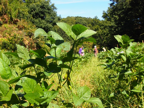 p2013_0928edamame0017.JPG