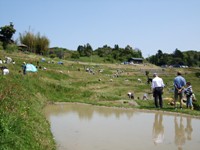 100501taue_sagyou.JPG