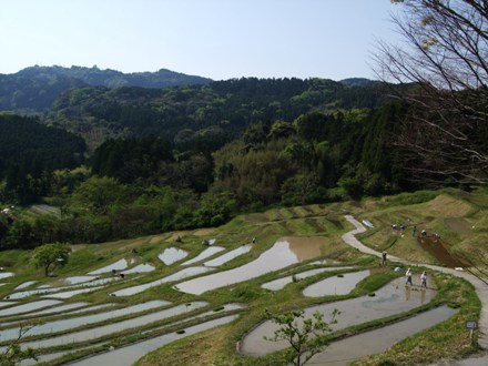 100501taue_senmida.JPG